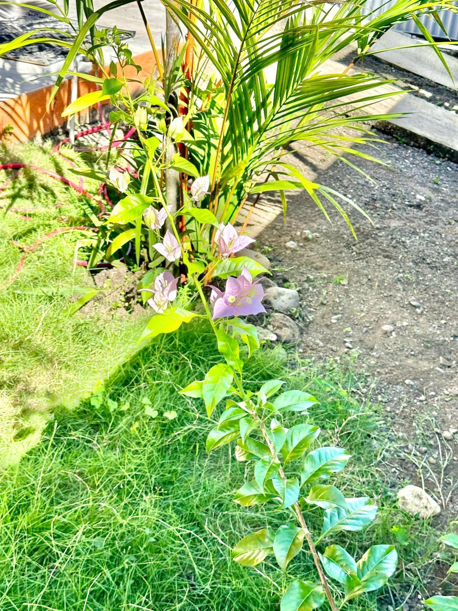 Casa Paraiso Tropical パリタ エクステリア 写真